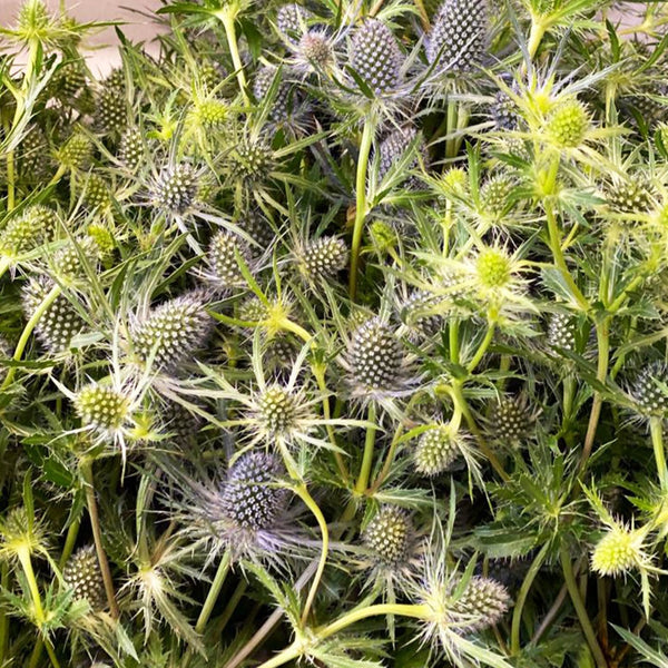 Eryngium - Blue Lagoon **Box Offer** 100 Stems