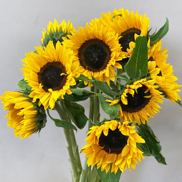 Sunflowers UK - Bunch 10 stems