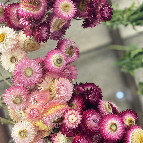 Dried Helichrysum - Strawflower 10 stems