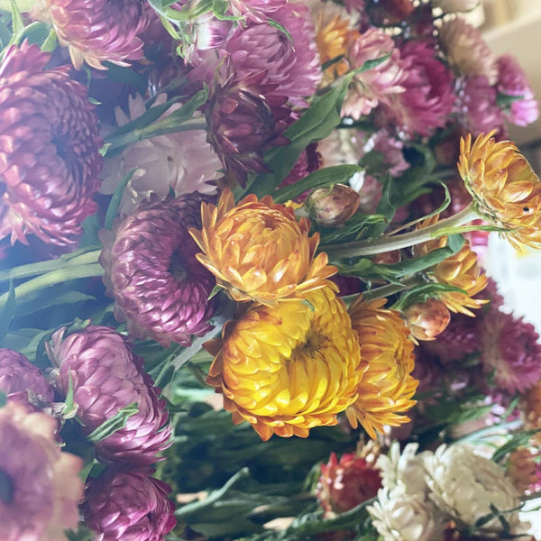 Dried Helichrysum - Strawflower 10 stems