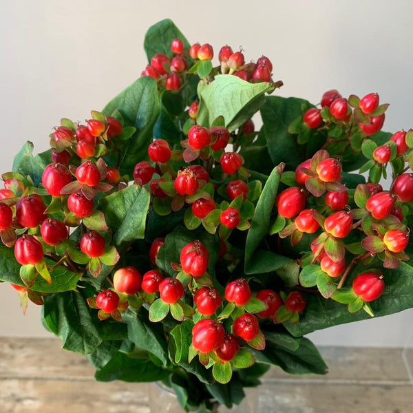 IMPORT Hypericum - Red 10 stems