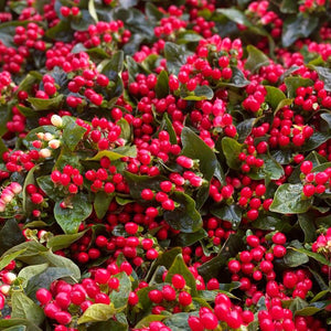 Hypericum - Red Berried - Bunch of 10 stems