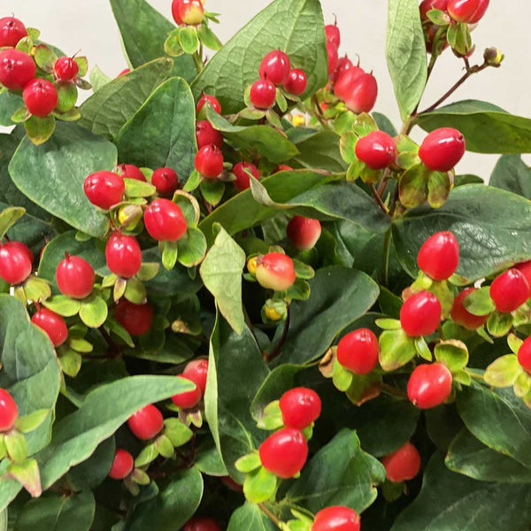 Hypericum - Red Berried - Bunch of 10 stems