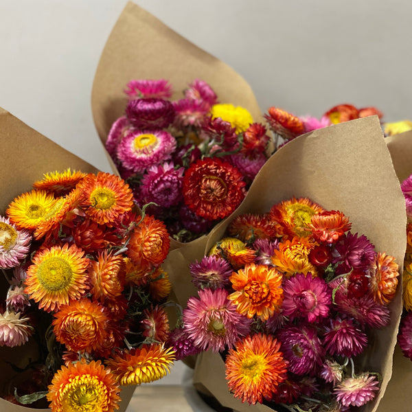 Dried Helichrysum - Strawflower 10 stems