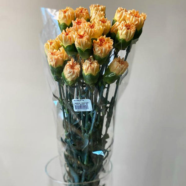 IMPORT - Standard Carnation - Peach 25 stems