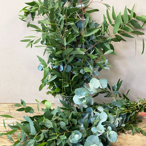 Eucalyptus Bunch - Norfolk Mix