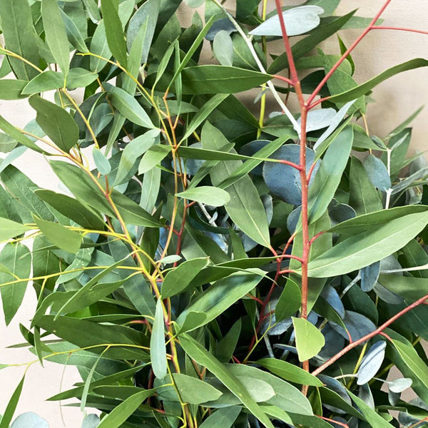 Eucalyptus Bunch - Norfolk Mix