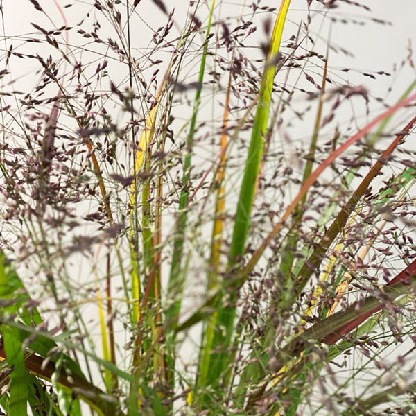 Panicum Grass - 20 stems