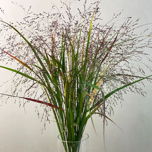 Panicum Grass - 20 stems