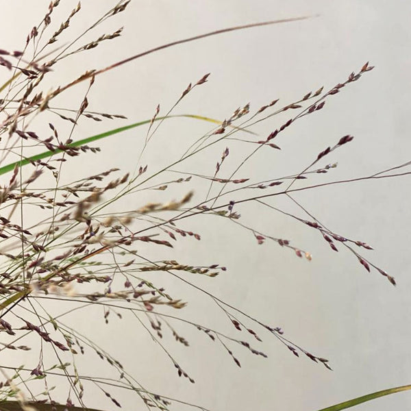 Panicum Grass - 20 stems