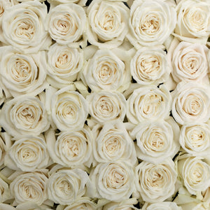 IMPORT Roses 60cm - White Playa Blanca - 25 stems