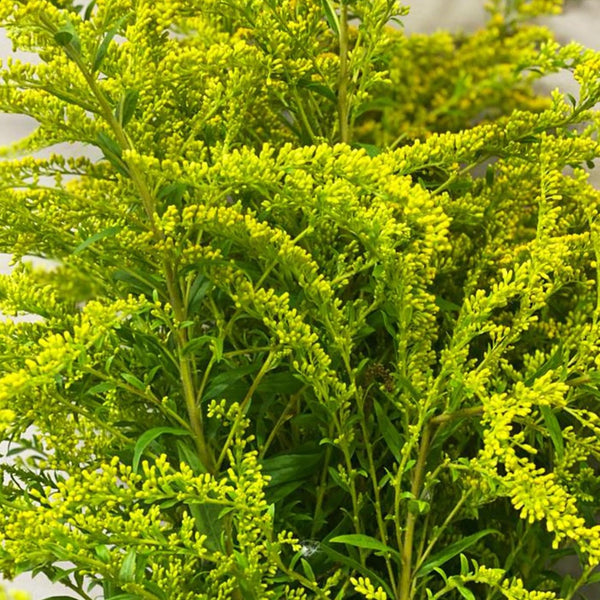 Solidago - Bunch of 10