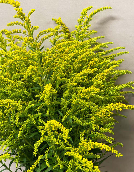 Solidago - Bunch of 10